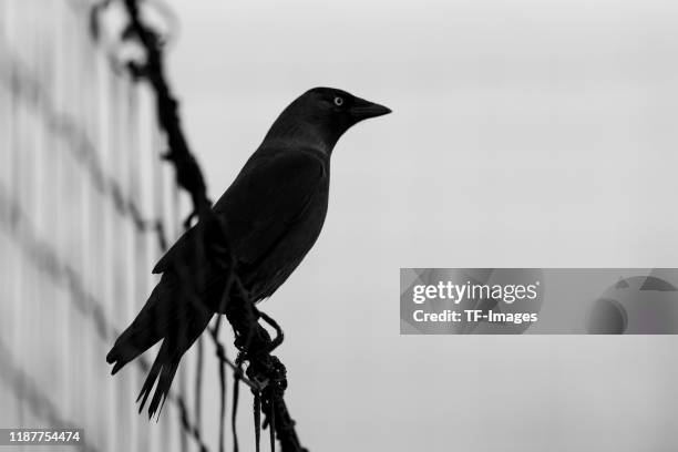 Bird on the net during the UEFA Youth League match between Ajax Amsterdam U19 and FC Valencia U19 on December 10, 2019 in Duivendrecht, Netherlands.