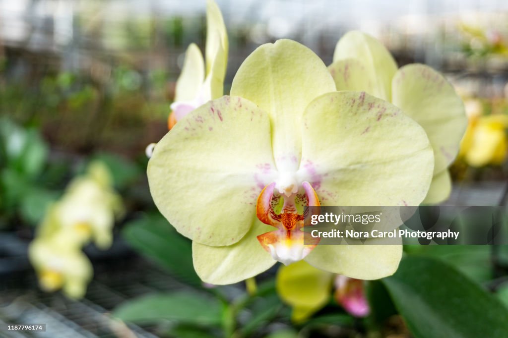 Phalaenopsis Hybrid Amabilis