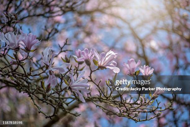 close-up of the spring flowering magnolia stellata white flower, sometimes called the star magnolia - star magnolia trees stock pictures, royalty-free photos & images