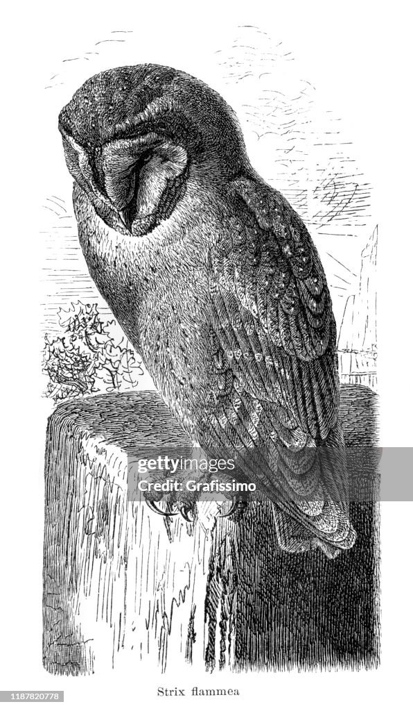 Owl ( Strix flammea ) illustration 1895
