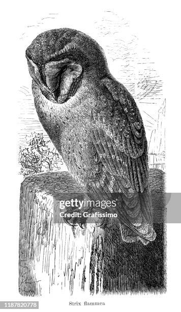 owl ( strix flammea ) illustration 1895 - spotted owl stock illustrations