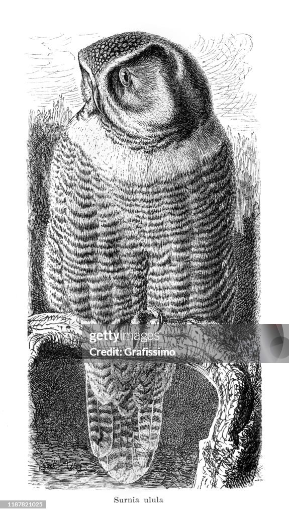 Hawk owl ( Surnia ulula ) illustration 1895