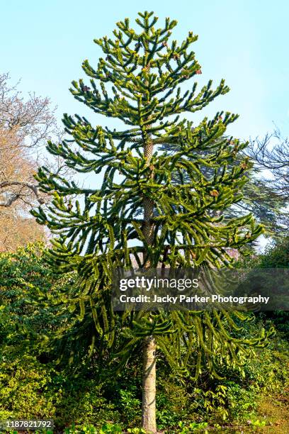 Monkey Rattle Tree Monkey Puzzle Trees Photos and Premium High Res Pictures - Getty Images