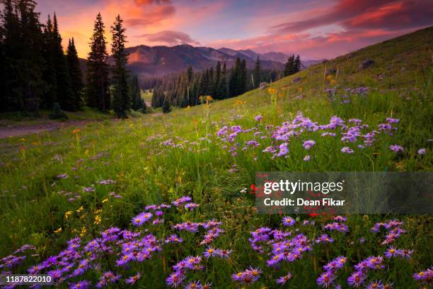 rocky mountain sunrise - aster stock pictures, royalty-free photos & images