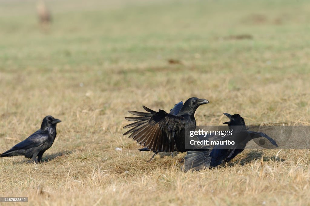 Common raven (Corvus corax)