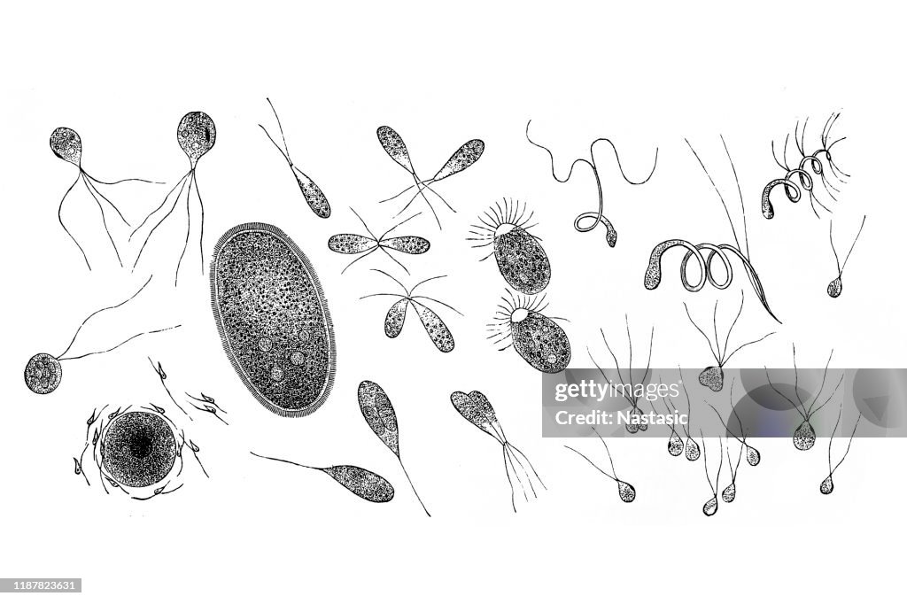 Floating protoplasm ,Protoplasm: Vaucheria , Oedogonium , Draparnaldia , Coleochaete , Botrydium , Fucus , Funaria , Sphagnum , Adianthum