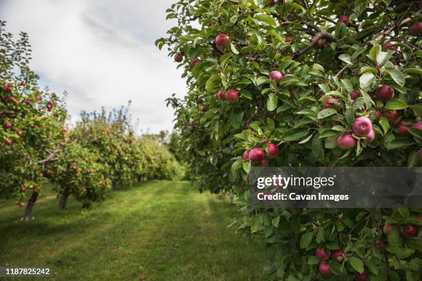 ripe red apples on an apple tree in an apple orchard. - apfelernte stock-fotos und bilder