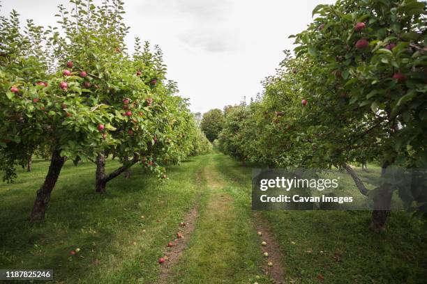 looking down the middle of two rows of apple trees in an orchard. - orchard stock pictures, royalty-free photos & images