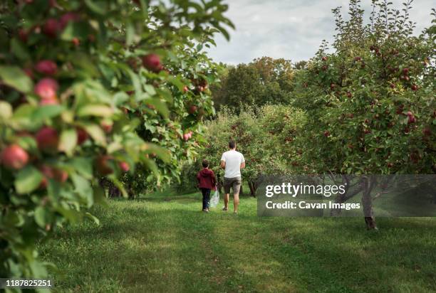 father and son walking through an apple orchard in the fall together. - orchard apple stock pictures, royalty-free photos & images