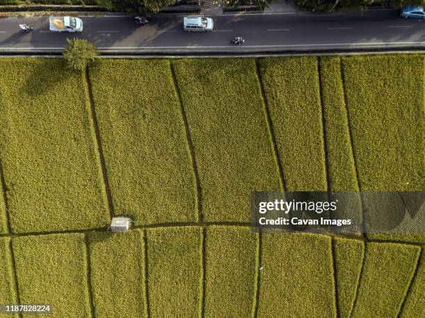 aerial view of road near rice fields - particella catastale foto e immagini stock
