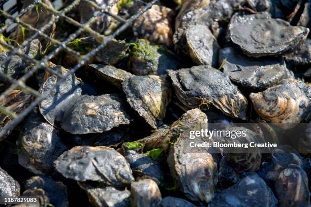 fresh mature oysters - duxbury, massachusetts stock pictures, royalty-free photos & images