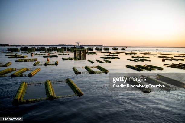 oyster harvest - duxbury, massachusetts stock pictures, royalty-free photos & images