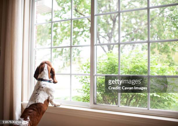 basset hound dog staring out the window waiting at home - aspettare foto e immagini stock