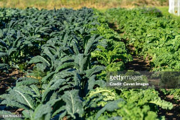 lots of italian and curly organic kale growing at the farm - kale bunch stock pictures, royalty-free photos & images