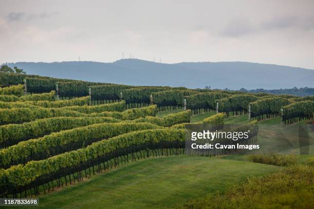 vineyard vines at stone tower winery in leesburg, virginia - metro north railroad stockfoto's en -beelden