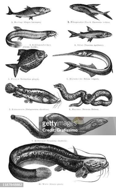 variation of fish illustration 1895 - caribe stock illustrations