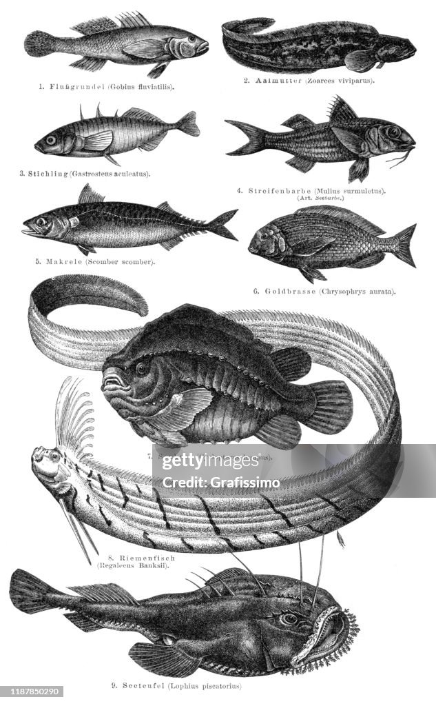 Variation of fish illustration 1895