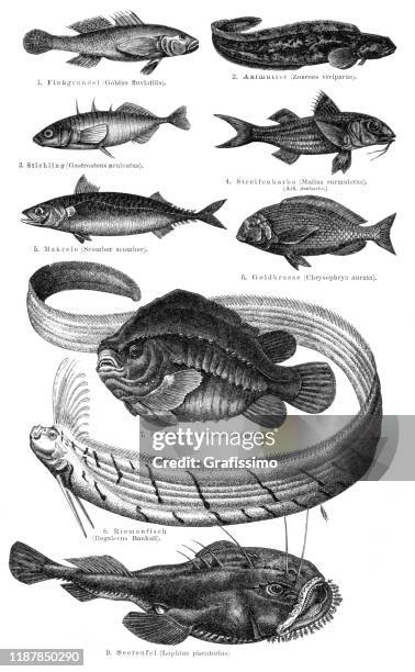 Variation Of Fish Illustration 1895 High-Res Vector Graphic