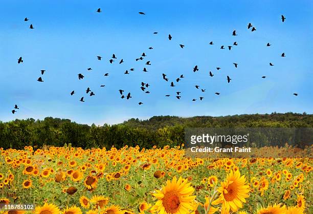 ravens flying over sunflowers - arles stock-fotos und bilder
