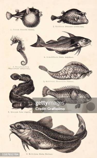 puffer fish seahorse and cod illustration 1895 - flounder stock illustrations