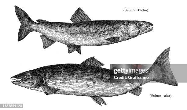 909点の鮭イラスト素材 Getty Images 909点の鮭イラスト素材 Getty Images