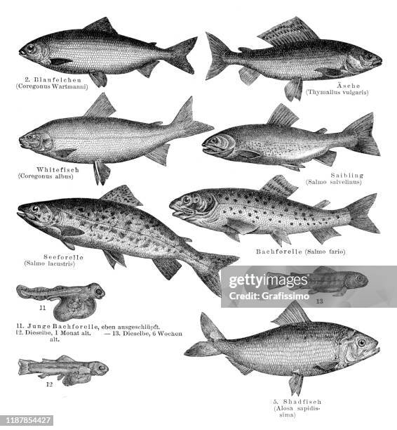 variation of fish illustration 1895 - freshwater stock illustrations