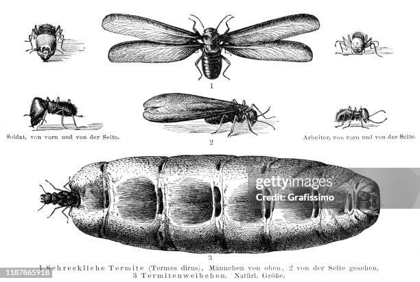 termite with egg and larva illustration 1895 - termites stock illustrations
