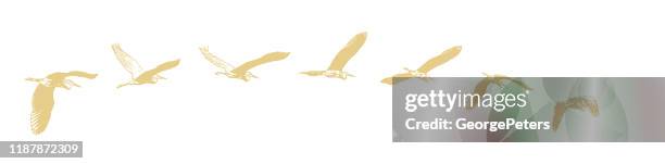 sequenzielle serie vektor eines great blue heron fliegen - kanadareiher stock-grafiken, -clipart, -cartoons und -symbole