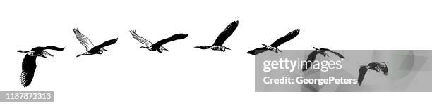 stockillustraties, clipart, cartoons en iconen met sequentiële serie vector van een grote blauwe reiger vliegen - sequential series