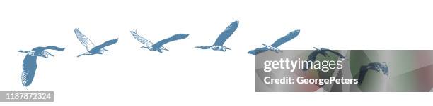 stockillustraties, clipart, cartoons en iconen met sequentiële serie vector van een grote blauwe reiger vliegen - sequential series