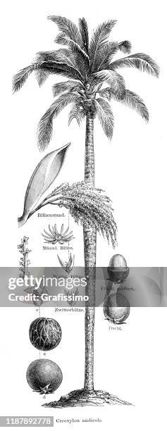 palm tree ceroxylon andicola illustration 1895 - herbarium stock illustrations