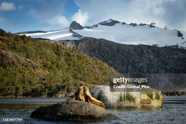león marino sudamericano en estero coloane - chile - isla grande de tierra del fuego fotografías e imágenes de stock