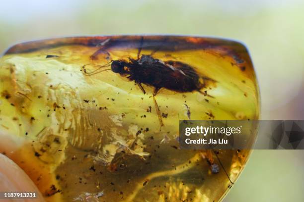 insect in the amber - bernstein stock-fotos und bilder