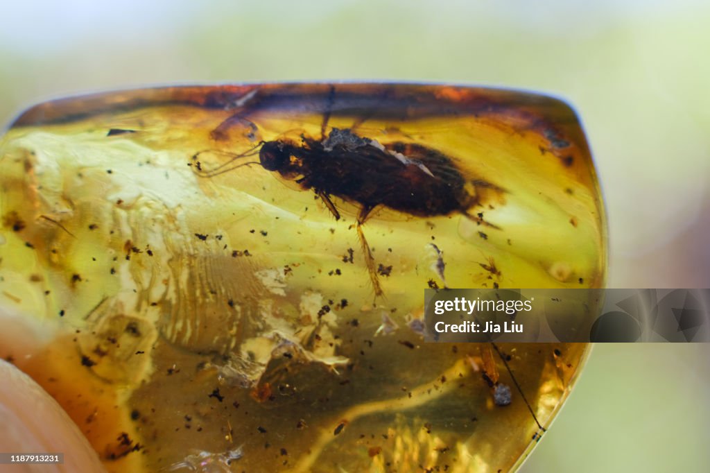Insect In The Amber High-Res Stock Photo - Getty Images