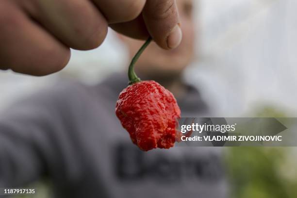 The young farmer Aleksandar Tanic shows the hottest pepper in Serbia on December 3, 2019 that he produces in the southern Serbian town of Niska...