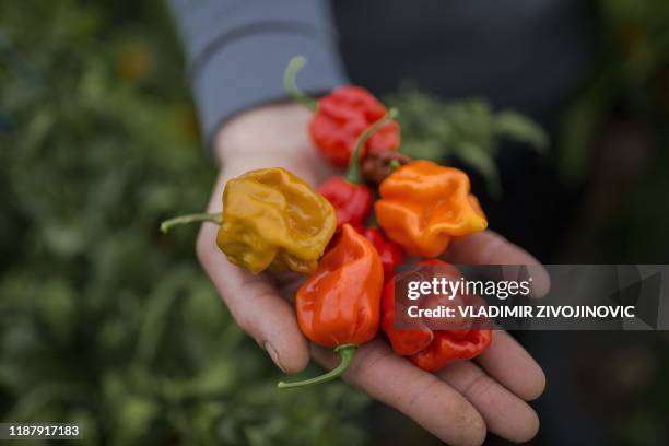 The young farmer Aleksandar Tanic shows the hottest peppers in Serbia on December 3, 2019 that he produces in the southern Serbian town of Niska...