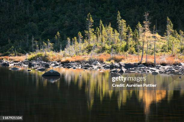 parc national de la gaspésie, lac-aux-américains, morning light on the shore - parc national de la gaspésie stock pictures, royalty-free photos & images