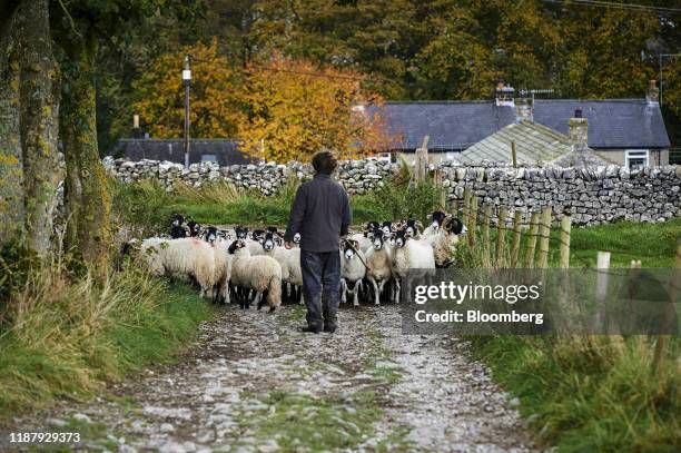 Farmer herds his sheep along a stone track in the Yorkshire Dales near Malham, U.K., on Friday, Oct. 18, 2019. According to the Agriculture and...