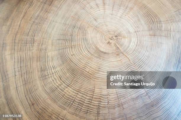 close-up of an old elm tree rings - elm tree stockfoto's en -beelden