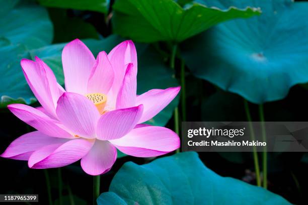 lotus flower - lotus stock pictures, royalty-free photos & images