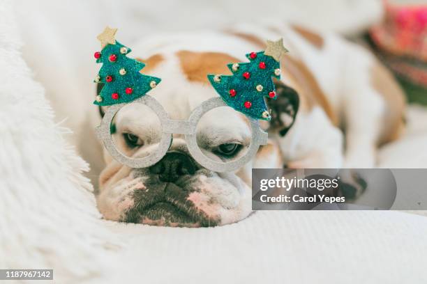 dog wearing christmas glasses - funny christmas dog stock pictures, royalty-free photos & images