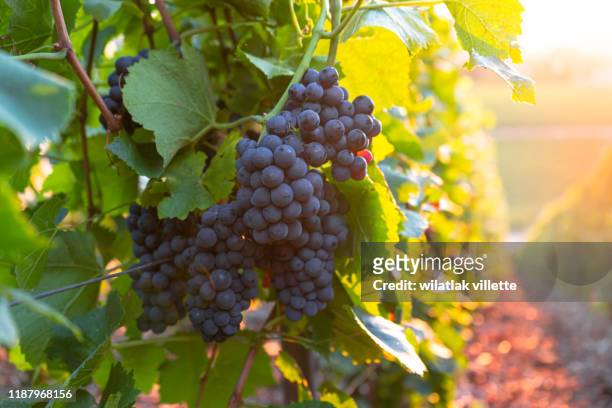 vineyard at sunset in france - vineyard grapes landscapes stock pictures, royalty-free photos & images