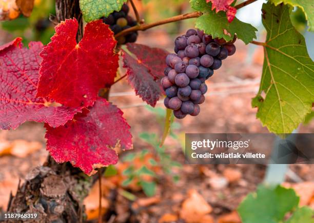 vineyard at sunset in france - comunidad autónoma de la rioja fotografías e imágenes de stock