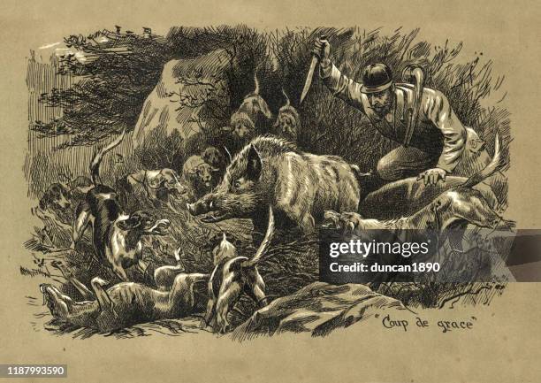 hunting wild boar with dogs, hunter stabbing boar, victorian - animals hunting stock illustrations