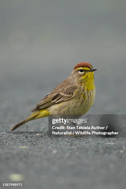 palm warbler in spring feeding on ground - palm warbler stock pictures, royalty-free photos & images