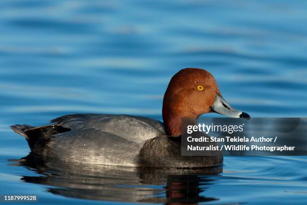 Redhead Drake 132 Redhead Drake Stock Photos, High-Res Pictures, and Images - Getty ...