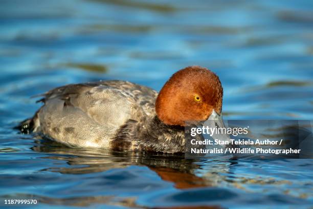 Redhead Drake Redhead Drake Photos and Premium High Res Pictures - Getty Images