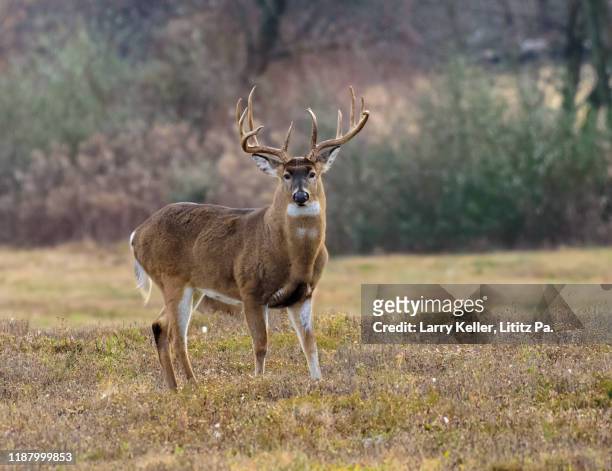 huge whitetail buck during rut - lancaster county pennsylvania fotografías e imágenes de stock