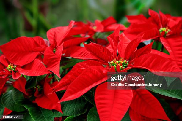 close up of poinsettia flower - christmas flowers stock pictures, royalty-free photos & images