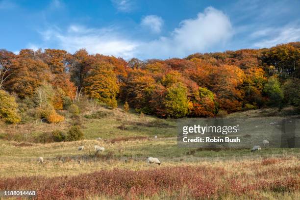 pulpit hill, autumn colours, chilterns, buckinghamshire - buckinghamshire fotografías e imágenes de stock